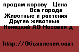 продам корову › Цена ­ 70 000 - Все города Животные и растения » Другие животные   . Ненецкий АО,Носовая д.